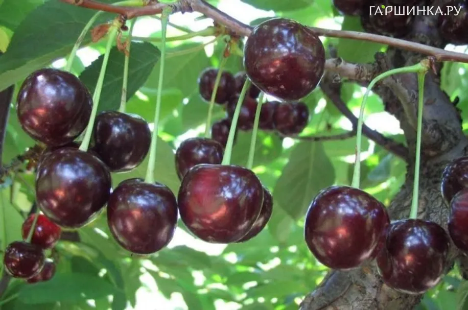 Вишня Антрацитовая
