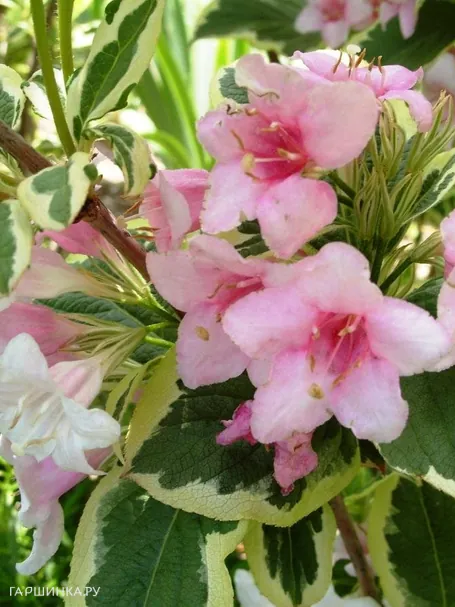 Вейгела Вариегата