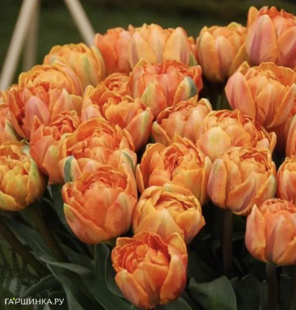 Тюльпан Оранж Принцес махровый ранний 5шт