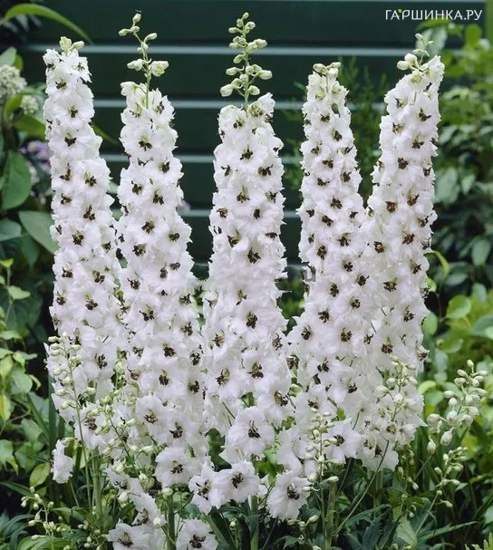 Дельфиниум Пацифик Галахард