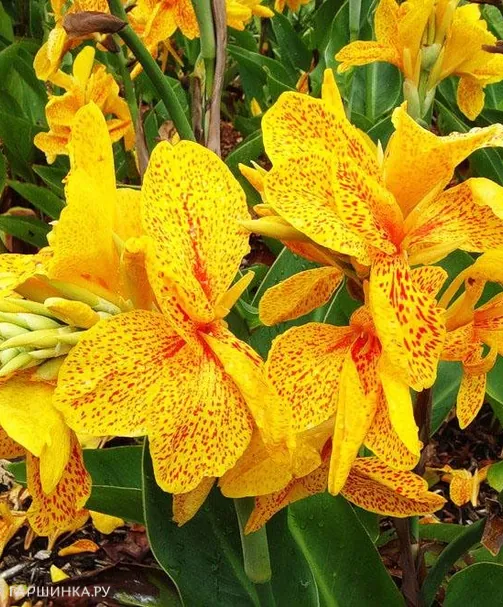 Канна Еллоу Хамберт