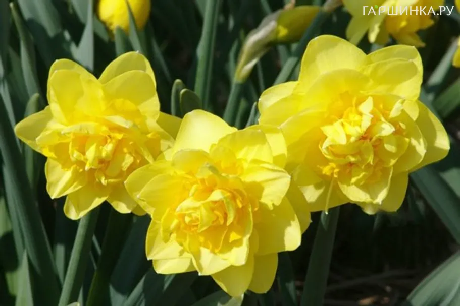Нарцисс Дик Вилден махровый 5шт