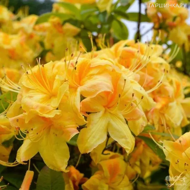 Рододендрон (Азалия) Голден Сансет