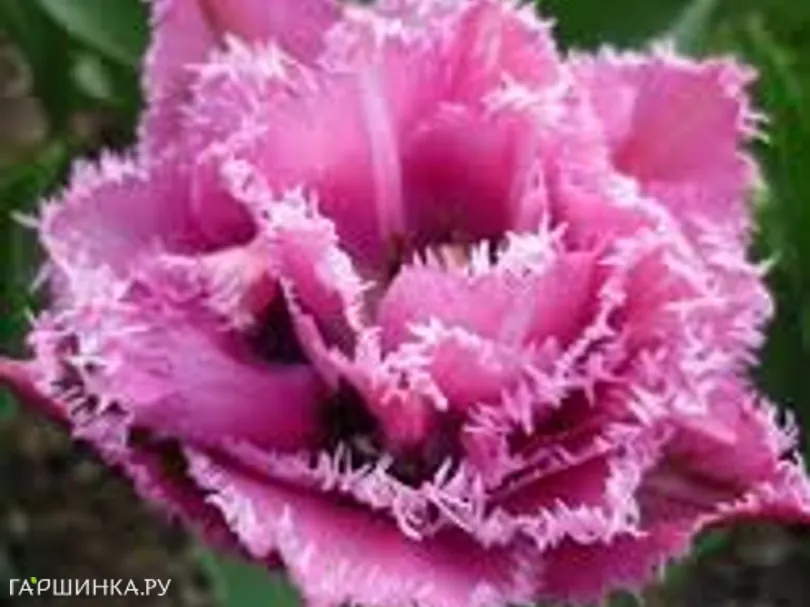 Тюльпан Матчпоинт бахромчатый 4шт