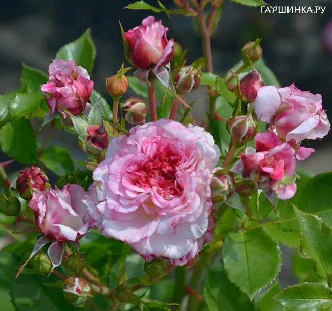Роза Бидди флорибунда, Imperial Rose