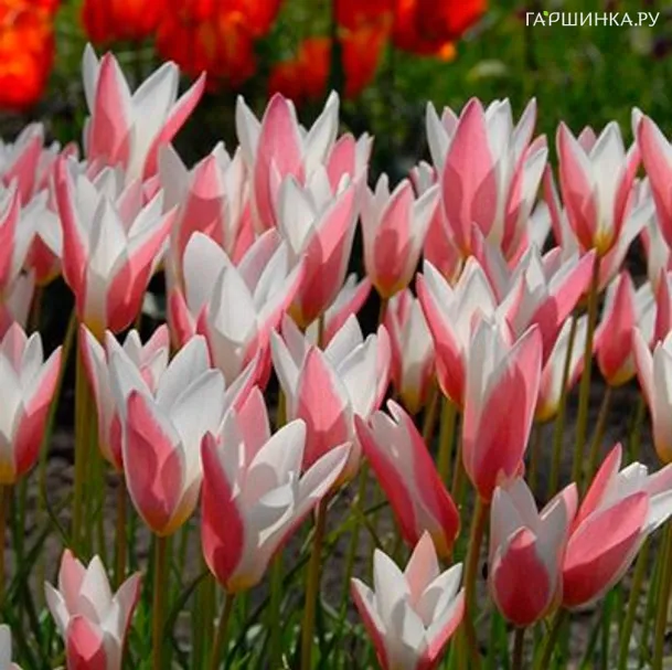 Тюльпан Леди Джейн ботанический 5 шт