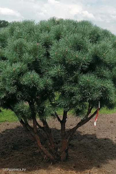 Сосна обыкновенная Ватерери