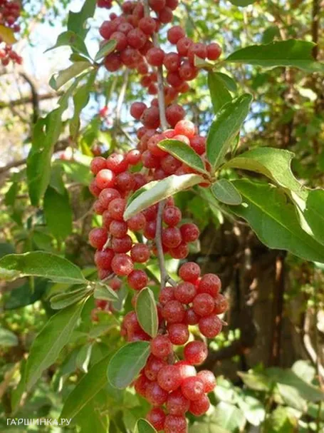 Облепиха Красноплодная