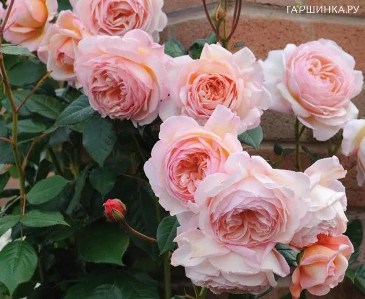 Роза А Шропшир Лэд, Д.Остин кустарниковая (лиц)
