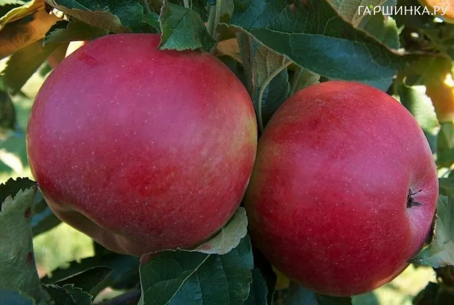 Яблоня Баяна