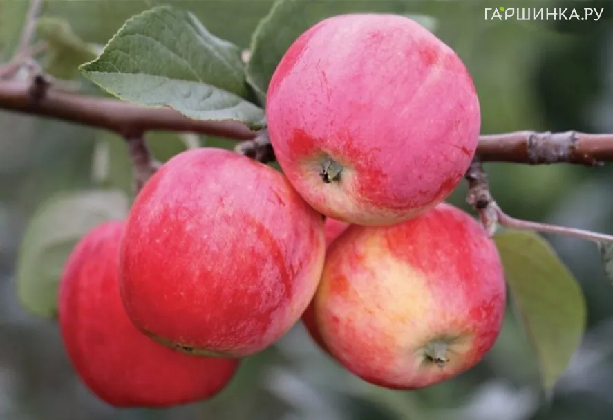 Яблоня Горнист