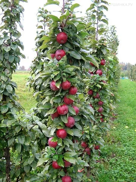 Яблоня Московское Ожерелье колоновидная
