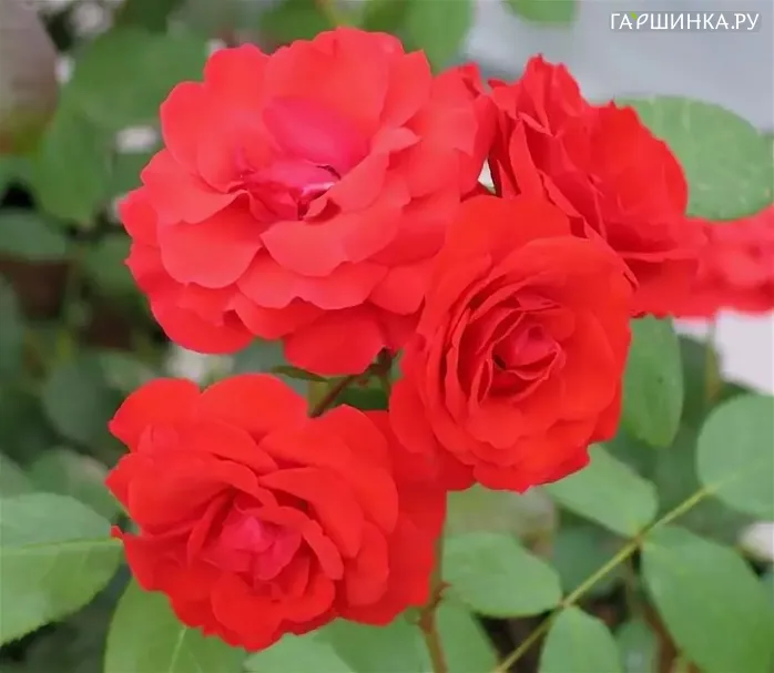 Роза Аллотрия флорибунда, Тантау (лиц)