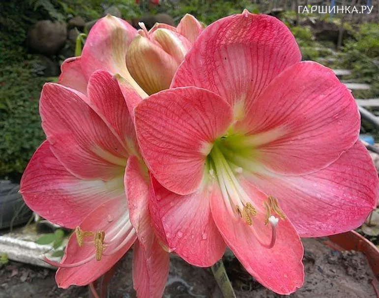 Гиппеаструм Сюсан