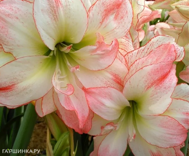 Амариллис Афродита