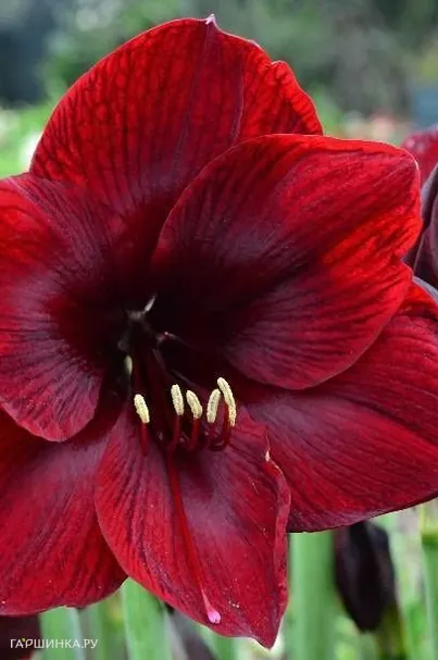 Амариллис Роял Вельвет