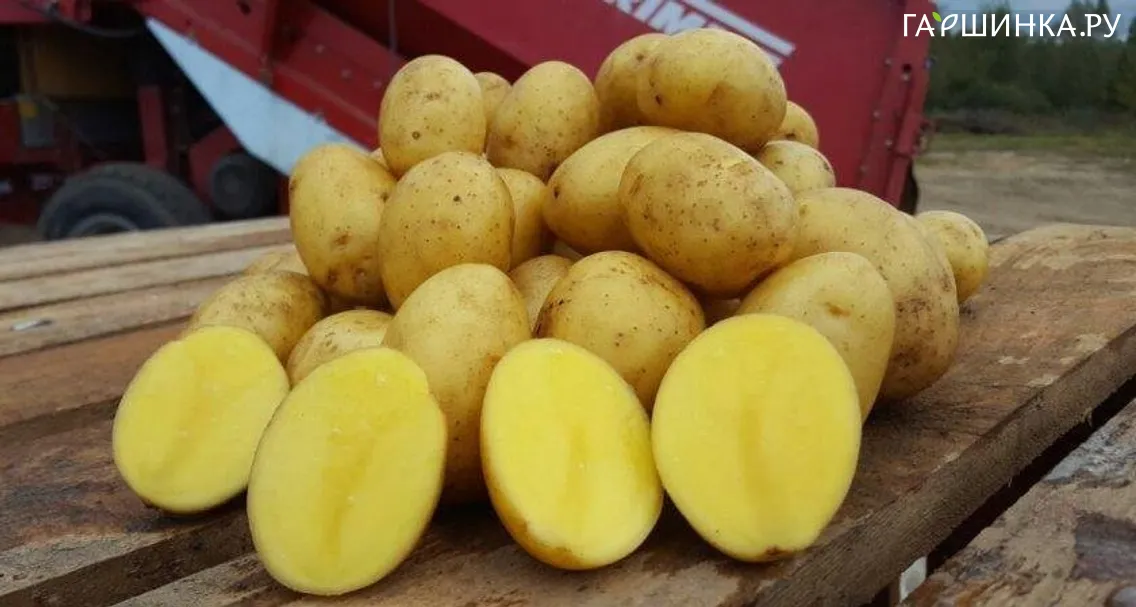Картофель Янка 2кг
