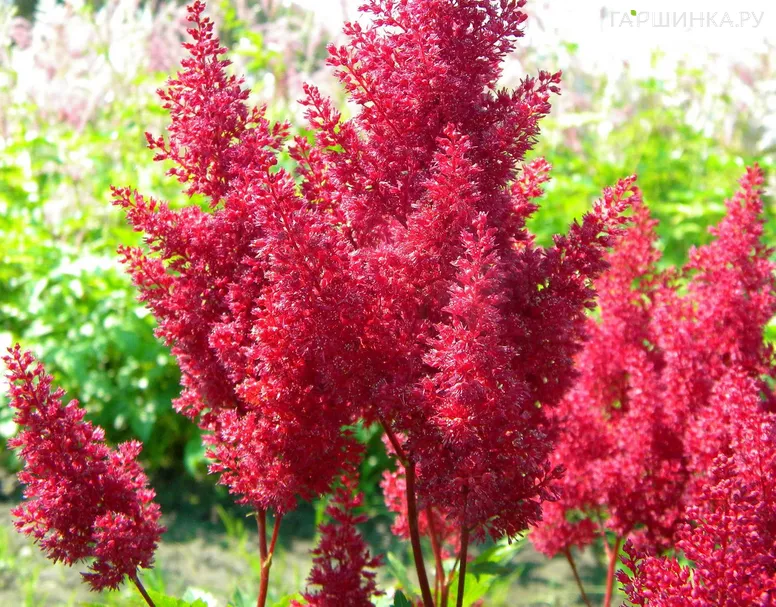 Астильба японская Монтгомери