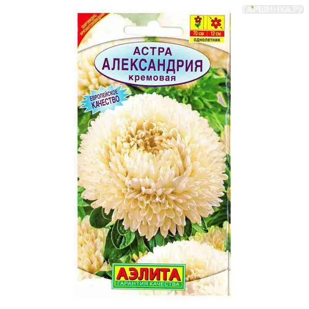 Астра Александрия кремовая (Аэлита)