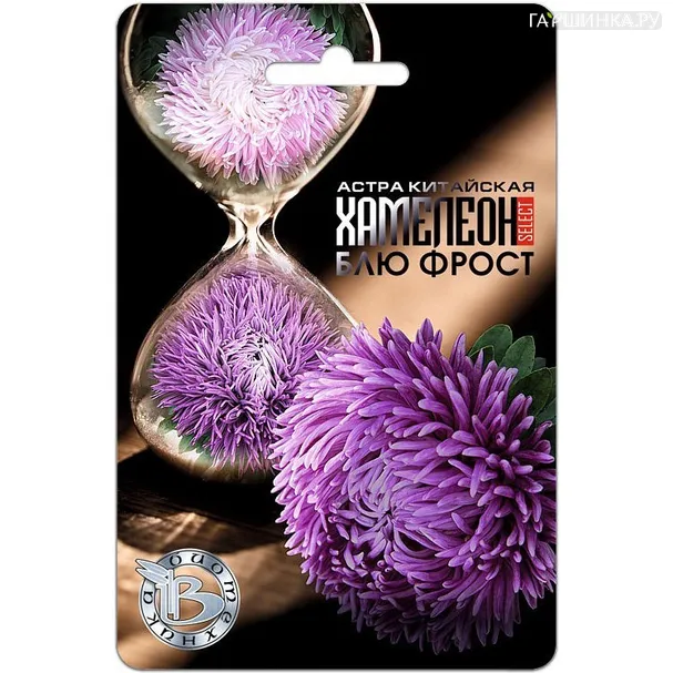 Астра Хамелеон Блю Фрост, китайская, 40 шт