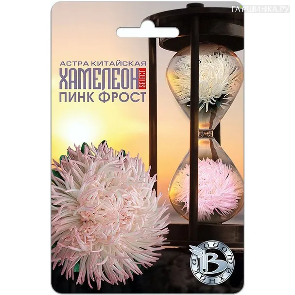 Астра Хамелеон Пинк Фрост, китайская, 40 шт