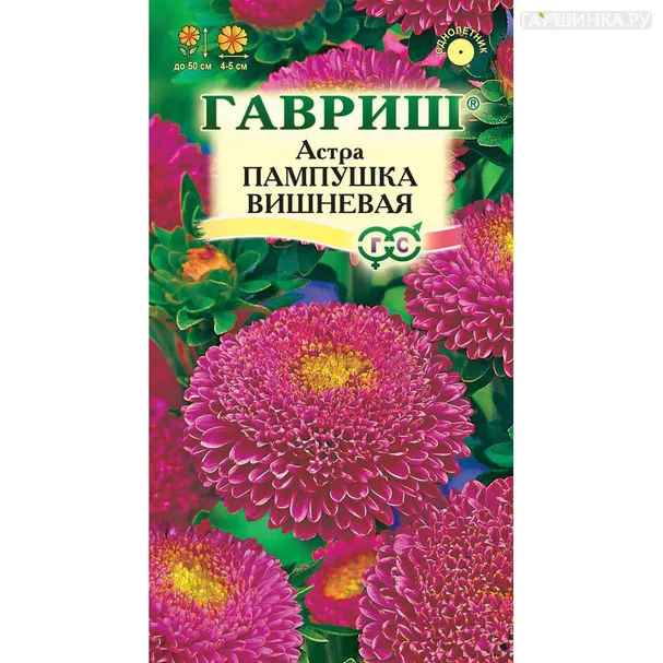 Астра Пампушка вишневая 0,3