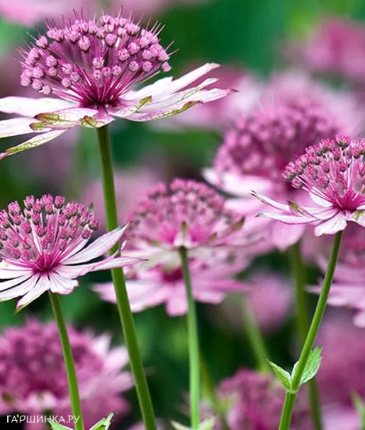 Астранция Розеа крупная