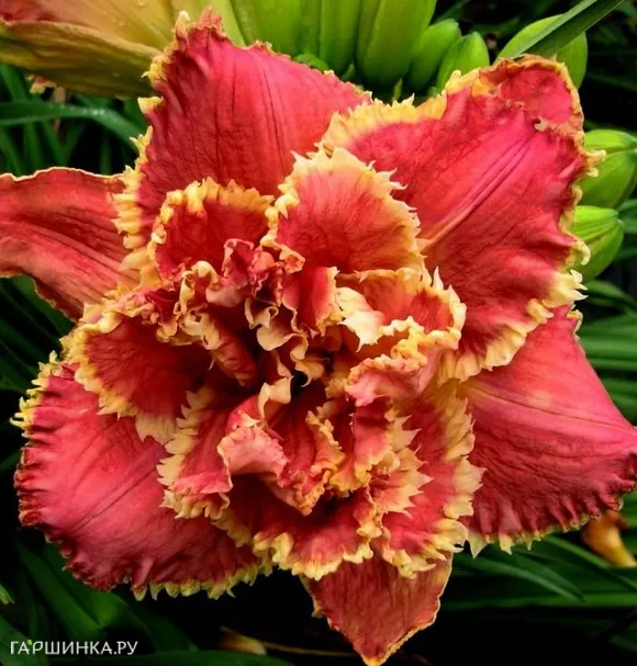 Лилейник Сюзан Пичард Петит