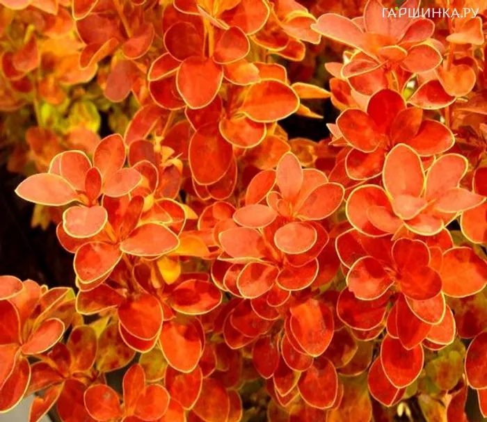 Барбарис Тунберга Оранж Айс