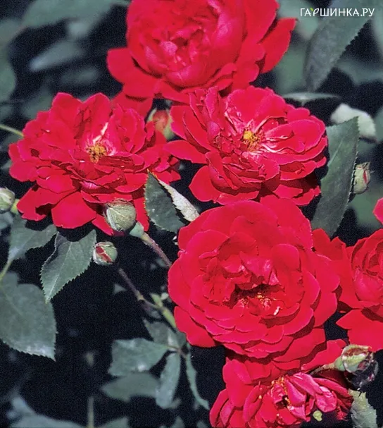 Роза Блэйз Импрувд, Викс (лиц)