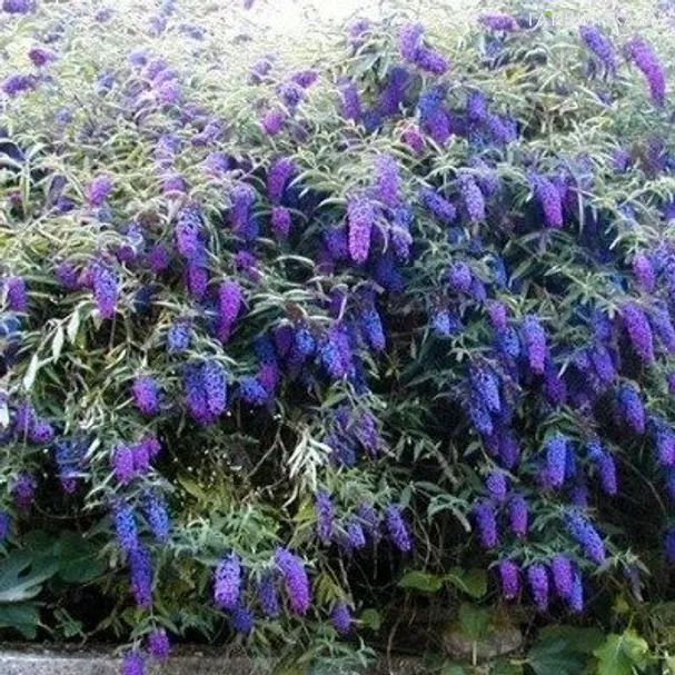 Буддлея Нано Блю