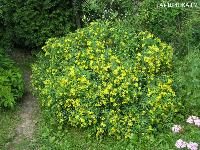 Зверобой Хидкот