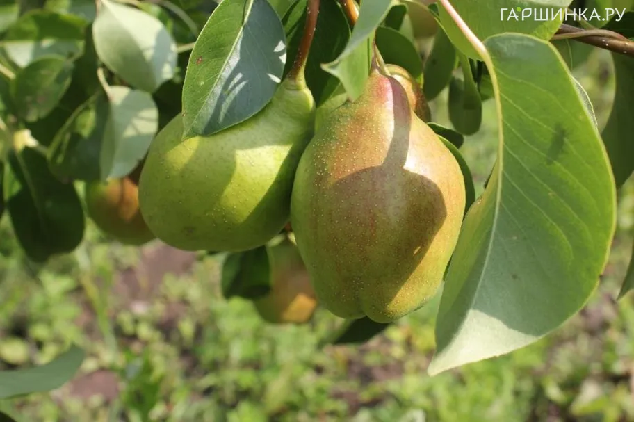 Груша Чудесница