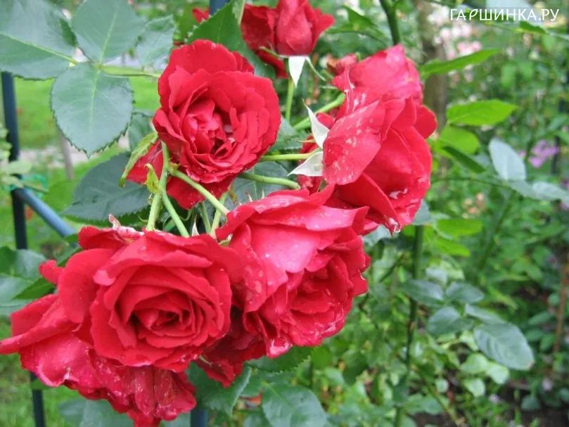Роза Дон Жуан, Викс (лиц)