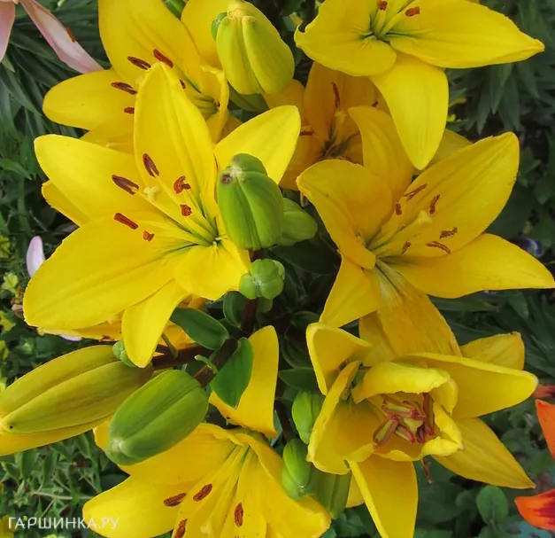 Лилия Эль Диво ЛА-гибрид желтая