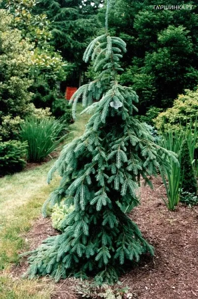 Ель канадская Пендула