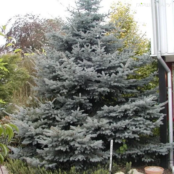 Ель колючая Эрих Фрам