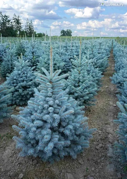 Ель колючая Супер Блу