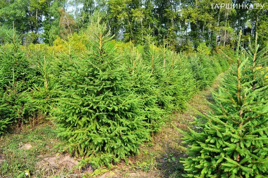 Ель обыкновенная