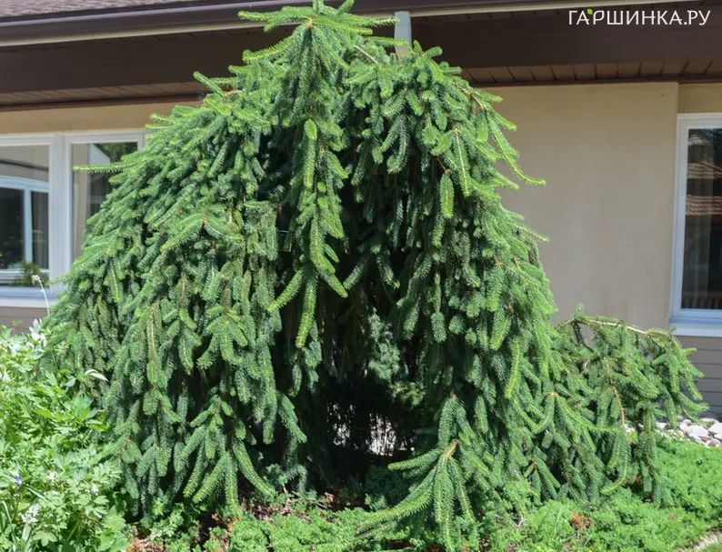 Ель обыкновенная Фробург