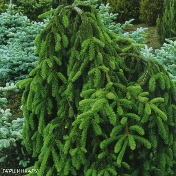 Ель обыкновенная Инверса