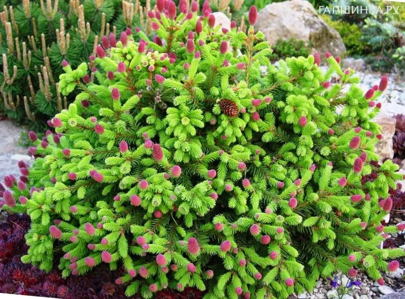 Ель обыкновенная Пуш