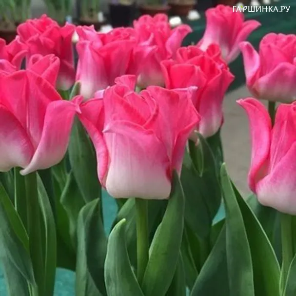 Тюльпан Краун оф Династи Триумф