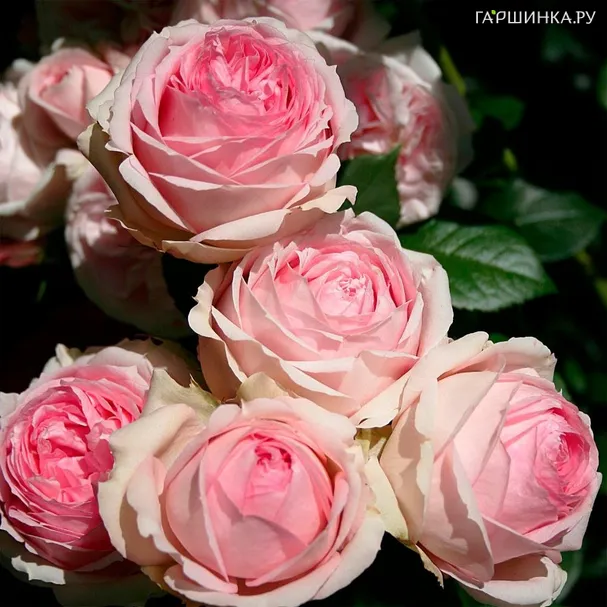 Роза Фёст Лэди Imperial Rose