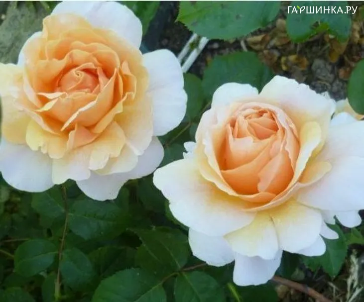 Роза Флориана, Vissers (лиц)
