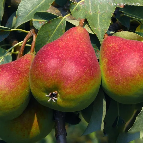 Груша Отраденская