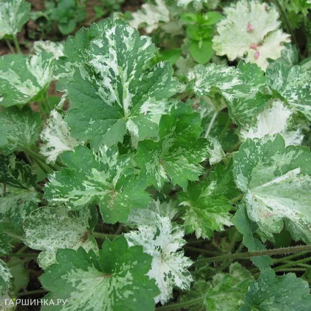 Гейхера Дью Дропс