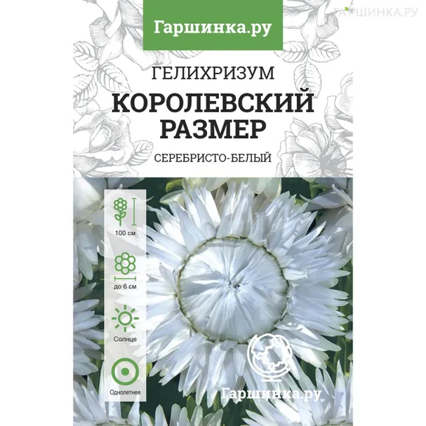 Гелихризум Королевский размер серебристо-белый