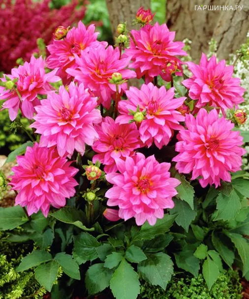 Георгина Геллери Ренуар бордюрная