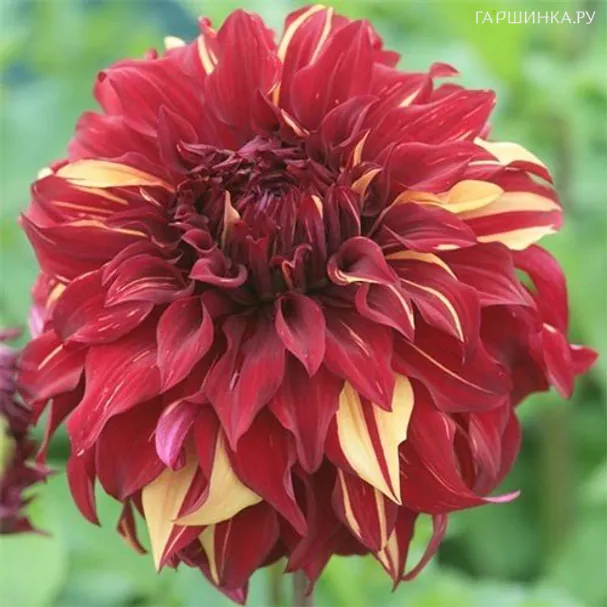 Георгина Богемиан Спартакус (МАКСИ) декоративная